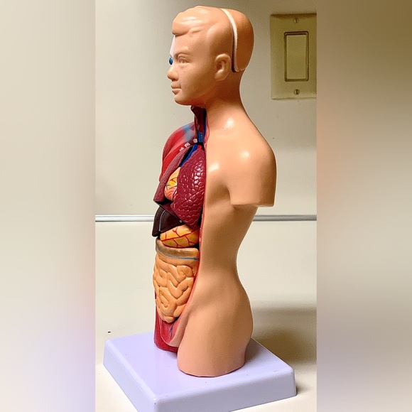 11” Biological Anatomy & Physiology Miniature Human Torso Removable Organ Model - Picture 2 of 16